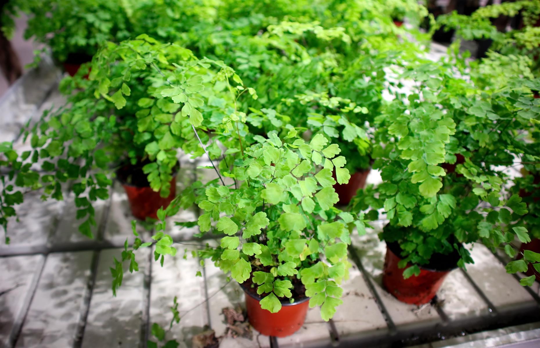 Safe swap: maidenhair fern (Adiantum Raddianum Fragrans)